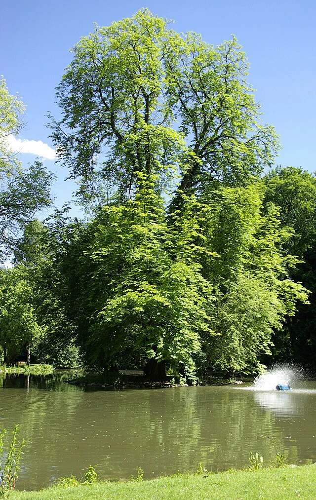 Ein friedlicher Teich, umgeben von üppigen grünen Bäumen unter einem klaren blauen Himmel, mit Sonnenlicht, das sich auf dem Wasser spiegelt, und einem kleinen Springbrunnen, der in Ufernähe eine Gischt erzeugt.