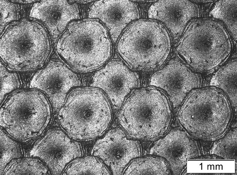 Schwarzweißbild in Nahaufnahme, das ein sich wiederholendes Muster aus sechseckigen Zellen mit abgerundeten Zentren zeigt. Eine Skalenmarkierung unten rechts gibt die Größe als 1 Millimeter an.